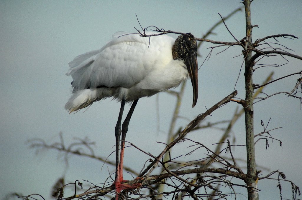 Stork, Wood, 2010-01298258.JPG - Wood Stork. Eagle Lakes Community Park, FL, 1-29-2010